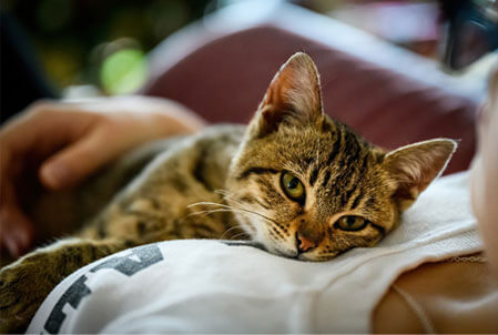 Adopt a senior cat! Donate and help save a car.